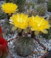 /album/kaktusy/acanthocalycium-aurantiacum800-jpg/